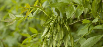 Prickly Ash